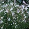 Snow Fountain Gaura