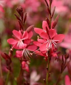 Whiskers Deep Rose Gaura -Outdoor Garden Care Shop gaura whiskers deep rose
