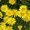 Colorado Gold® Gazania