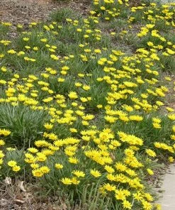 Colorado Gold® Gazania -Outdoor Garden Care Shop gazania linearis colorado gold treassure gold flower