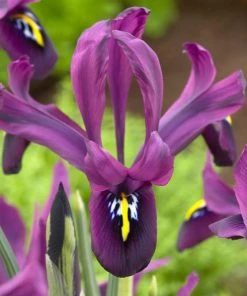 Wildflower Iris Bulb Collection 8 Wildflower Iris Bulb Collection -Outdoor Garden Care Shop george mini iris specie iris purple 1