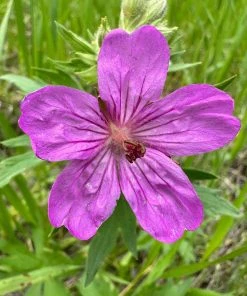 Sticky Geranium