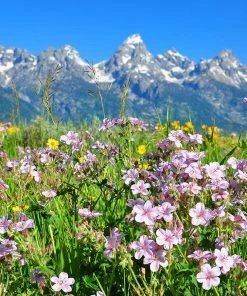 Sticky Geranium -Outdoor Garden Care Shop geranium viscosissimum 4