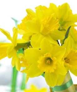 Gigantic Star Large Cupped Daffodil