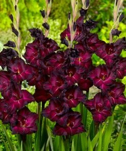 Espresso Gladiolus