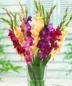 Mardi Gras Gladiolus Mix