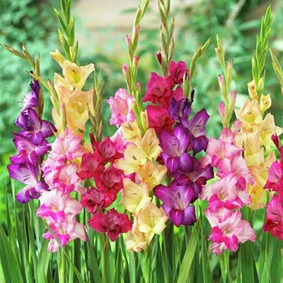 Rainbow Gladiolus Mix 3 Rainbow Gladiolus Mix - Image 3
