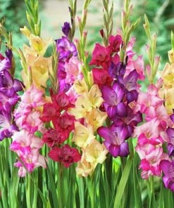 Rainbow Gladiolus Mix 8 Rainbow Gladiolus Mix -Outdoor Garden Care Shop gladiolusmix4 1