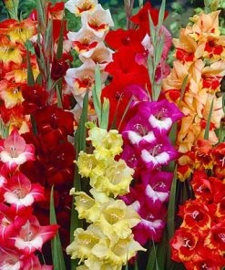 Parrot Gladiolus Mix