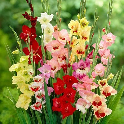 Parrot Gladiolus Mix 2 Parrot Gladiolus Mix - Image 2
