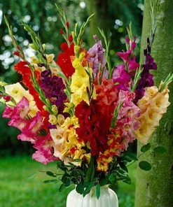 Rainbow Gladiolus Mix 6 Rainbow Gladiolus Mix -Outdoor Garden Care Shop gladiolusrainbowmix1 2