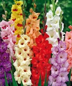 Rainbow Gladiolus Mix 9 Rainbow Gladiolus Mix -Outdoor Garden Care Shop gladiolusrainbowmix 3