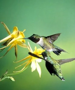 Golden Spur Columbine -Outdoor Garden Care Shop golden spur columbine aquilegia