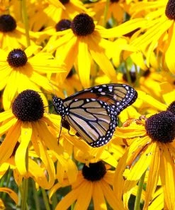 Goldsturm Black Eyed Susan -Outdoor Garden Care Shop goldstrum black eyed susan 1