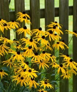 Goldsturm Black Eyed Susan -Outdoor Garden Care Shop goldstrum black eyed susan 2