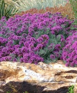 Drought Resistant Groundcover Collection