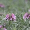 Gray Creeping Germander (Teucrium)