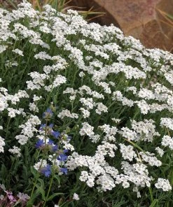 Elegant Elevation Collection -Outdoor Garden Care Shop greek yarrow achillea ageratifolia photo cred emmis oure