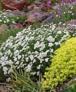 Greek Yarrow -Outdoor Garden Care Shop greek yarrow garden