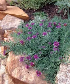 Gray Creeping Germander (Teucrium) -Outdoor Garden Care Shop grey creeping germander
