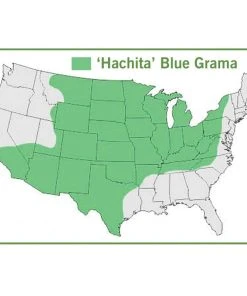 Hachita Blue Grama Grass Plugs 8 Hachita Blue Grama Grass Plugs -Outdoor Garden Care Shop hachita blue grama grass map