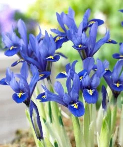 Harmony Specie Iris (Mini Iris)
