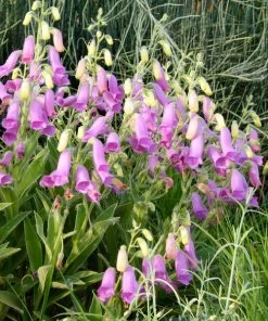 Spanish Peaks® Foxglove -Outdoor Garden Care Shop hblvz51 digitalis thapsi spanish peaks 2