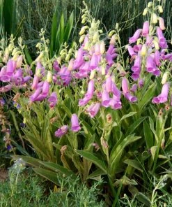 Spanish Peaks® Foxglove -Outdoor Garden Care Shop hblvz51 digitalis thapsi spanish peaks