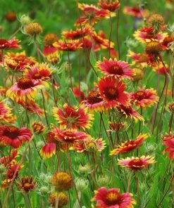 Native Dry Area Wildflower Seed Mix -Outdoor Garden Care Shop hcg dry area mix blanketflower