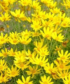 Native Dry Area Wildflower Seed Mix -Outdoor Garden Care Shop hcg dry area mix oregon sunshine