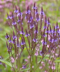 Native Dry Area Wildflower Seed Mix -Outdoor Garden Care Shop hcg dry area mix vervain