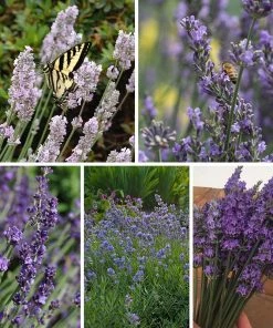 Long Blooming Lavender Collection -Outdoor Garden Care Shop hcg fy 23 spring long blooming lavender collection 4 19 23