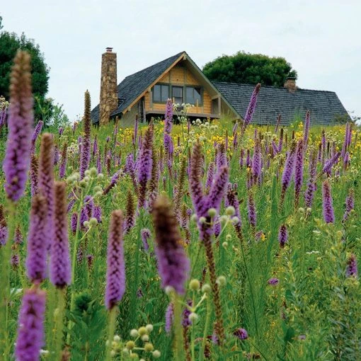 High Country Meadow Native Wildflower Seed Mix -Outdoor Garden Care Shop hcg meadow native mix 2