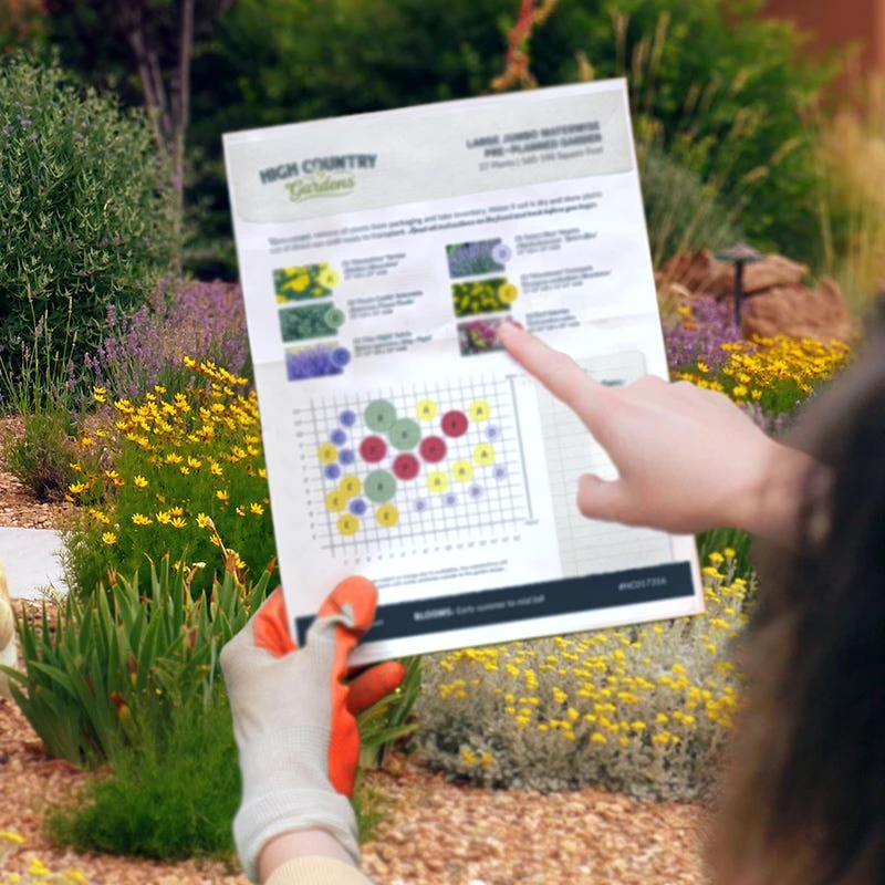 Summer Dreams Pre-Planned Garden 10 Summer Dreams Pre-Planned Garden - Image 10