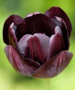 Queen Of The Night Single Late Tulip -Outdoor Garden Care Shop hcg single late tulip queen of the night
