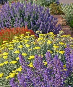 Summer Showstopper Pre-Planned Garden