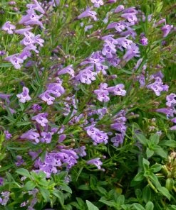 Profuse Pink False Pennyroyal (Hedeoma) -Outdoor Garden Care Shop hedeoma hyssopifolia profuse pink close up