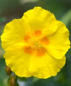 Ben Fhada Rock Rose (Helianthemum)