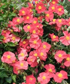 Ben Ledi Rock Rose (Helianthemum)