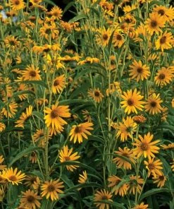 Dakota Sunshine Maximilian's Sunflower (Helianthus) -Outdoor Garden Care Shop helianthus maximiliana dakota sunshine 55955 2