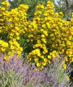 Santa Fe Maximilian's Sunflower (Helianthus) -Outdoor Garden Care Shop helianthus maximiliana santa fe