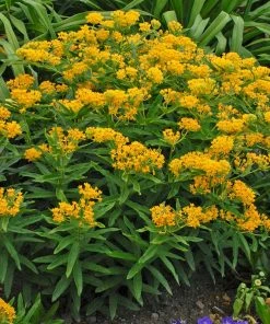 Hello Yellow Butterfly Weed -Outdoor Garden Care Shop hello yellow butterfly weed