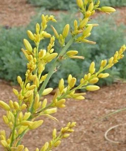 Yellow Flowering Texas Yucca (Hesperaloe)