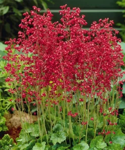 Firefly Coral Bells