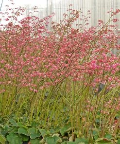 Weston Pink Coral Bells