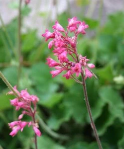 Dwarf Coral Bells -Outdoor Garden Care Shop heuchera sanquinea v. pulchra