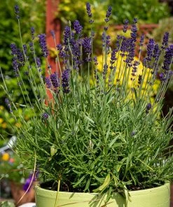 Hidcote Superior English Lavender -Outdoor Garden Care Shop hidcote superior english lavender pot