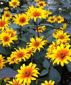 Burning Hearts Heliopsis