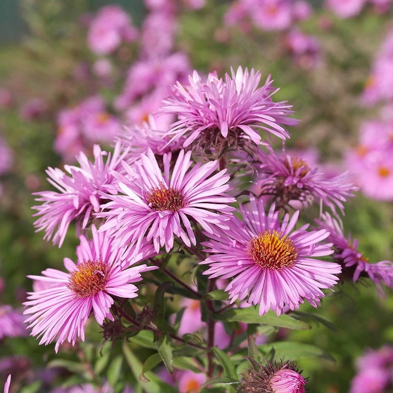 Honeysong Pink New England Aster 1 Honeysong Pink New England Aster