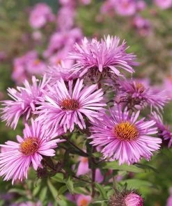 Superstar Aster Collection